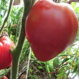 Семена томатов Батяня 0,1 г - купить | Good Harvest