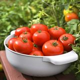 Насіння томатів Фітофторостійкий Яскрава 0,1 г - купити | Good Harvest