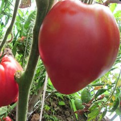 Семена томатов Батяня 0,1 г 11.1263 фото