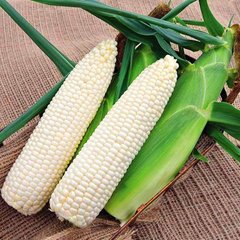 Насіння кукурудзи Цукрова біла Елітсортнасіння 50 г