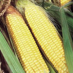 Семена кукурузы Бостон F1 Агромакси 20 г