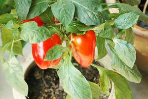 Выращиваем сладкий перец как комнатное растение узнать больше