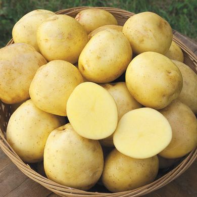 Насіння картоплі Лакомка Агромаксі 0,01 г 11.1028 фото