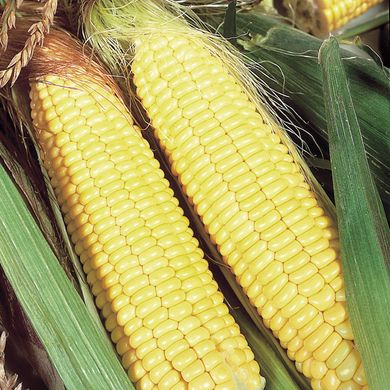 Семена кукурузы Бостон F1 Агромакси 20 г 11.2411 фото