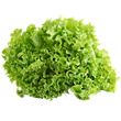 Насіння зелені Насіння салату — купити в інтернет магазині Good Harvest