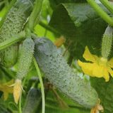 Насіння огірків Шакті F1 Rijk Zwaan 50 шт купити | Good Harvest