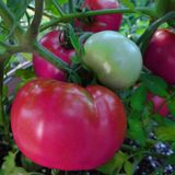 Насіння томатів Сулейман безрозсадний Агромаксі 0,4 г - купити | Good Harvest