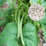 Семена фасоли спаржевая зеленая Контендер Gl Seeds 15 г - купить | Good Harvest