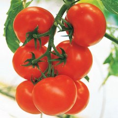 Семена томатов Кристал F1 Clause 10 шт 11.2161 фото