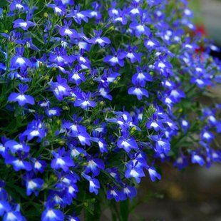 Насіння лобелії Сапфір Gl Seeds 0,1 г 10.1103 фото