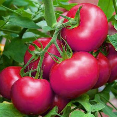 Насіння томатів Сулейман безрозсадний Агромаксі 0,4 г 11.1351 фото