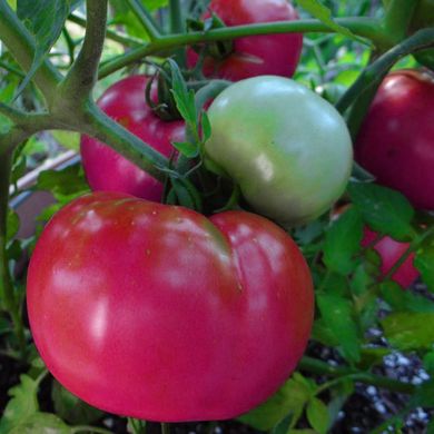 Насіння томатів Сулейман безрозсадний Агромаксі 0,4 г 11.1351 фото