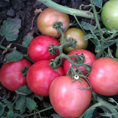 Семена томатов Видимо невидимо 0,1 г 11.1271 фото