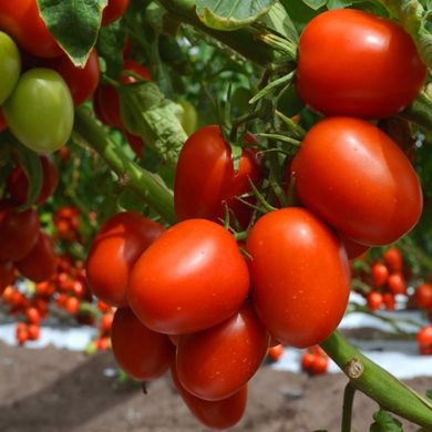 Семена томатов Де Барао красный Агромакси 3 г 11.2055 фото