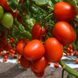Насіння томатів Де Барао червоний Агромаксі 3 г