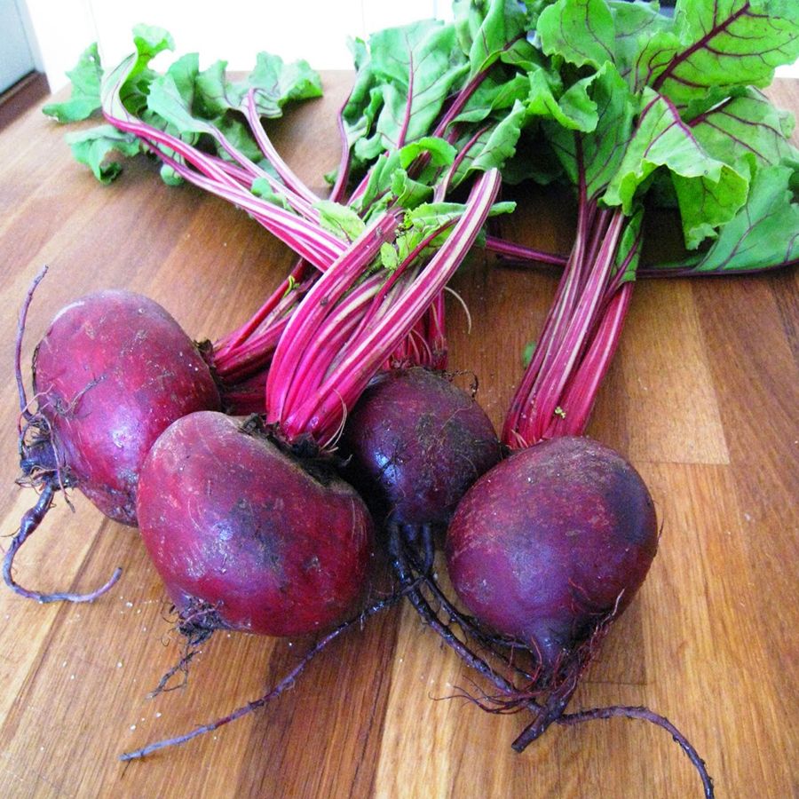 Свекла шотландка. Болезни свеклы фузариоз. Beetroot цвет. Сибирская плоская болезни свекла.