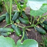 Насіння огірків Виноградне гроно Gl Seeds 10 шт - купити | Good Harvest