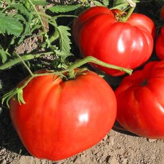Насіння томатів Волове серце гігант Агромаксі 0,1 г 11.1264 фото