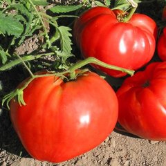 Насіння томатів Волове серце гігант Агромаксі 0,1 г