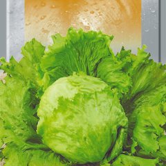 Насіння салату качанного Айс Грін 10 г 19.0346 фото