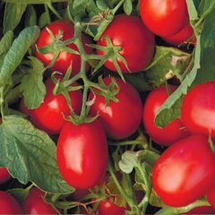 Насіння томатів Астерікс F1 Syngenta Агропак 20 шт 11.2051 фото