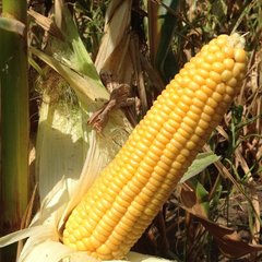 Семена кукурузы Веге F1 (Сладкая мечта F1) Мнагор Aгропак 5 г
