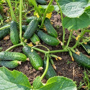 Насіння огірків Виноградне гроно Gl Seeds 0,5 г 11.1893 фото