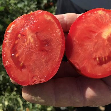 Насіння томатів Ріо Гранде 5 г 11.3001 фото