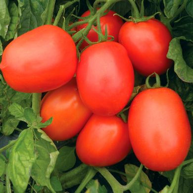 Насіння томатів Ріо Гранде 5 г 11.3001 фото