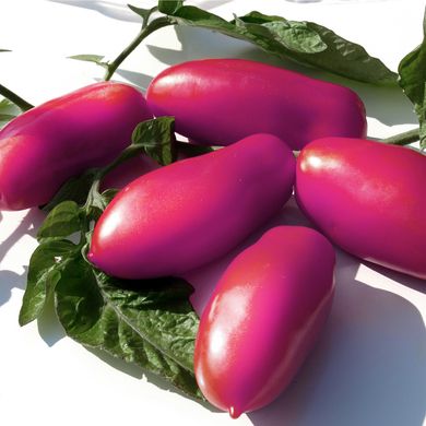 Насіння томатів Рожева бурулька Gl Seeds 0,1 г 11.1383 фото