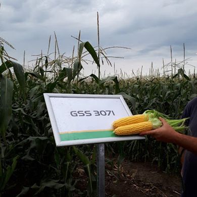 Семена кукурузы Бондюелька F1 ( ГСС 3071) Syngenta 5 г 11.2700 фото