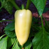 Семена перца Белозерка 0,2 г - купить | Good Harvest