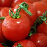 Насіння томатів Толстой F1 Bejo Zaden 0,05 г - купити | Good Harvest