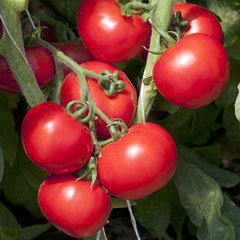 Насіння томатів Ольга F1 Nickerson- Zwaan 15 шт 11.2164 фото