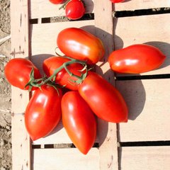 Насіння томатів Ні турбот ні клопоту безрозсадний Агромаксі 0,4 г 11.2032 фото