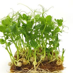 Веган горох набір для вирощування мікрозелень 19.0310 фото