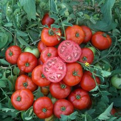 Насіння томатів Мармара F1 биф томат Yuksel Tohum Леда 20 шт 11.2462 фото