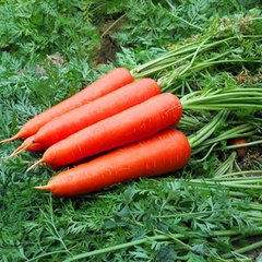 Насіння моркви Без серцевини Яскрава 3 г