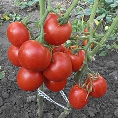 Насіння томатів Толстой F1 Bejo Zaden 0,05 г 11.1352 фото