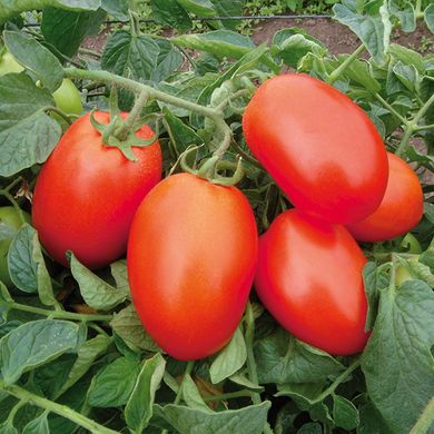 Насіння томатів Галілея F1 Hazera Садиба Центр 8 шт 11.2482 фото