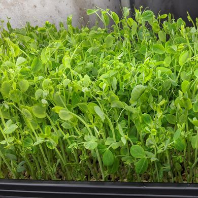 Веган горох набор для выращивания микрозелени 19.0310 фото