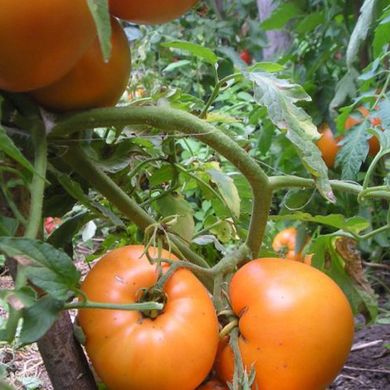 Семена томатов Медовый спас 0,1 г 11.2256 фото