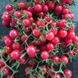 Насіння томатів Вишенька-черешенька 0,1 г