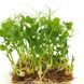 Веган горох набір для вирощування мікрозелень