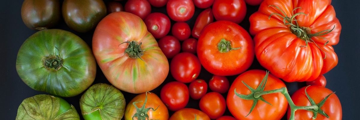 Як вирощувати помідори: від посіву насіння до висадки розсади
