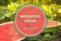 Кавун на присадибній ділянці: як виростити розсадним способом дізнатися більше