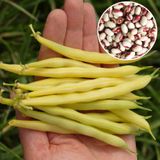 Семена фасоли на зерно Загадка кустовая Яскрава 20 г - купить | Good Harvest