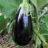 Насіння баклажанів Чорний опал Gl Seeds 0,3 г - купити | Good Harvest