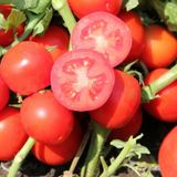 Насіння томатів Уно Россо F1 United Genetics 20 шт - купити | Good Harvest