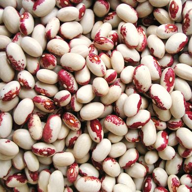 Семена фасоли на зерно Загадка кустовая Яскрава 20 г 11.1599 фото